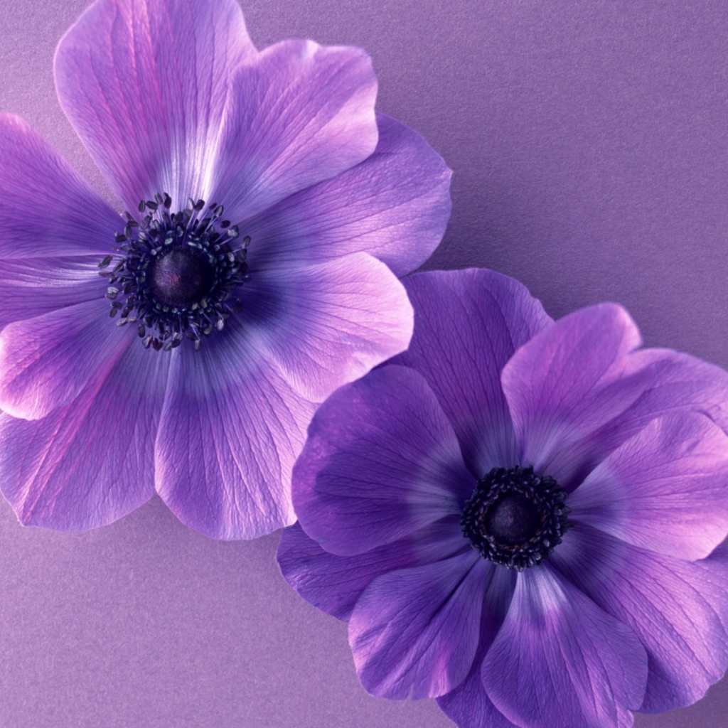 Das Violet Flowers Wallpaper 1024x1024