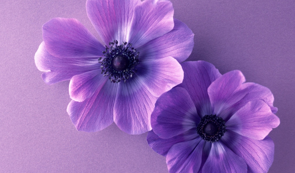 Обои Violet Flowers 1024x600