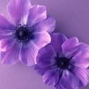 Fondo de pantalla Violet Flowers 128x128