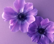 Das Violet Flowers Wallpaper 176x144