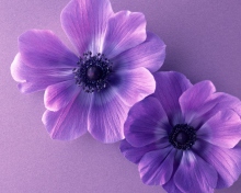 Violet Flowers wallpaper 220x176