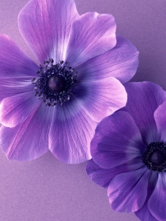 Das Violet Flowers Wallpaper 240x320