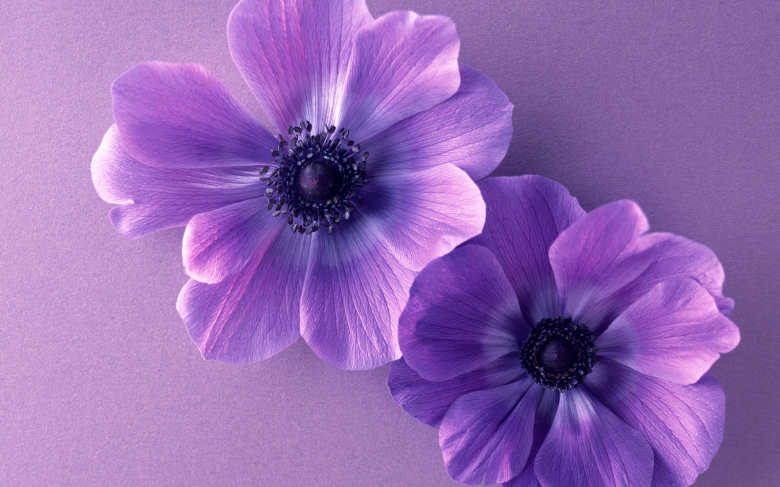 Das Violet Flowers Wallpaper 2560x1600