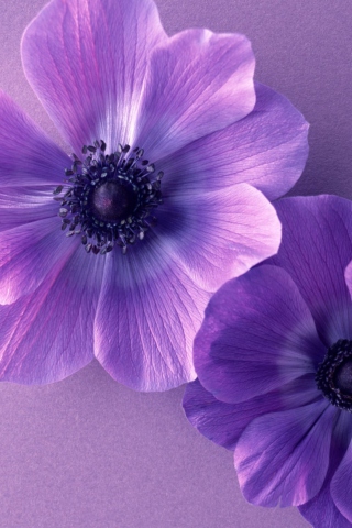Fondo de pantalla Violet Flowers 320x480