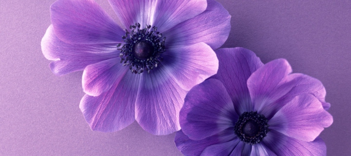 Violet Flowers wallpaper 720x320