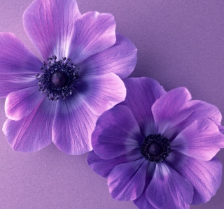 Violet Flowers Background for iPad mini