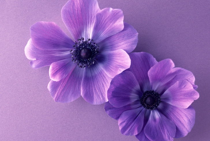 Das Violet Flowers Wallpaper