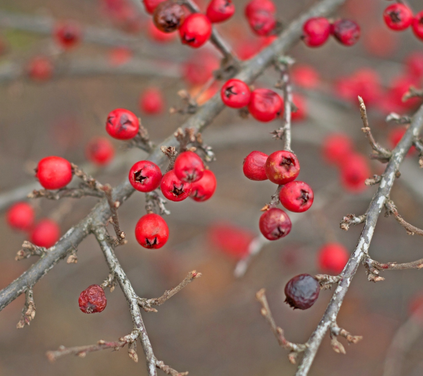 Fondo de pantalla Red Berries 1440x1280