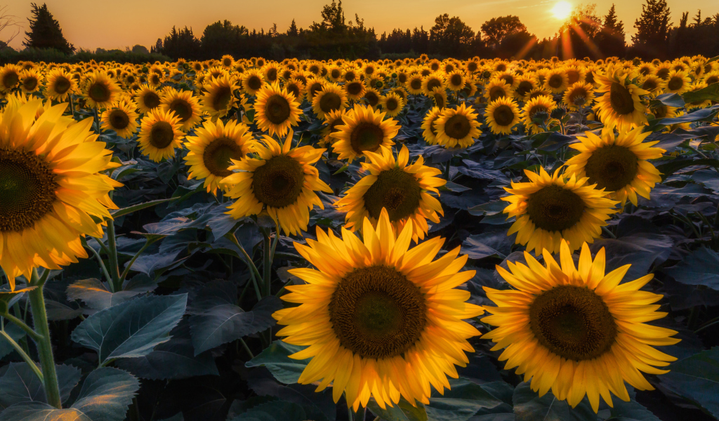 Sunflower Field In Evening wallpaper 1024x600