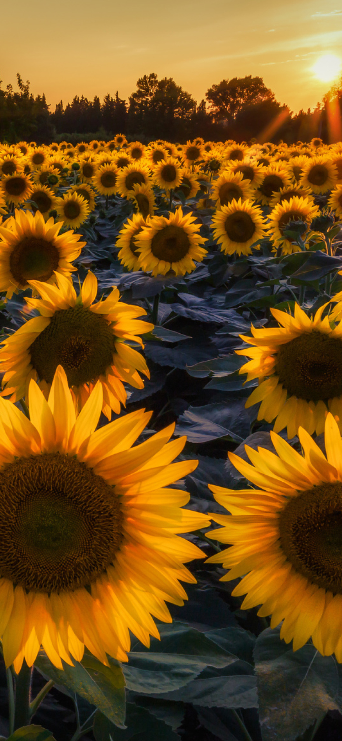 Das Sunflower Field In Evening Wallpaper 1170x2532