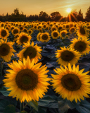 Fondo de pantalla Sunflower Field In Evening 128x160
