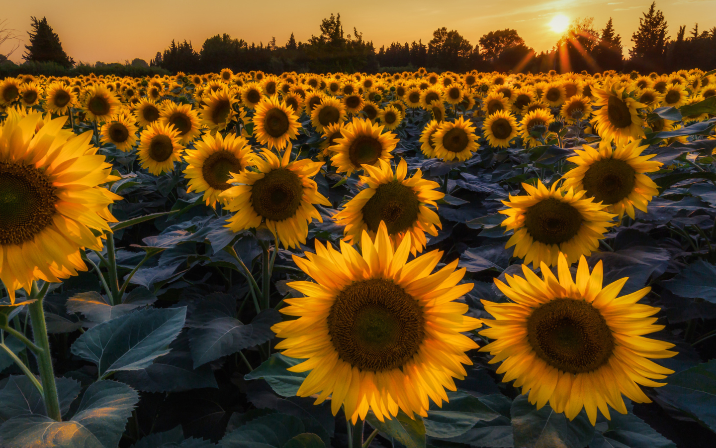 Fondo de pantalla Sunflower Field In Evening 1440x900