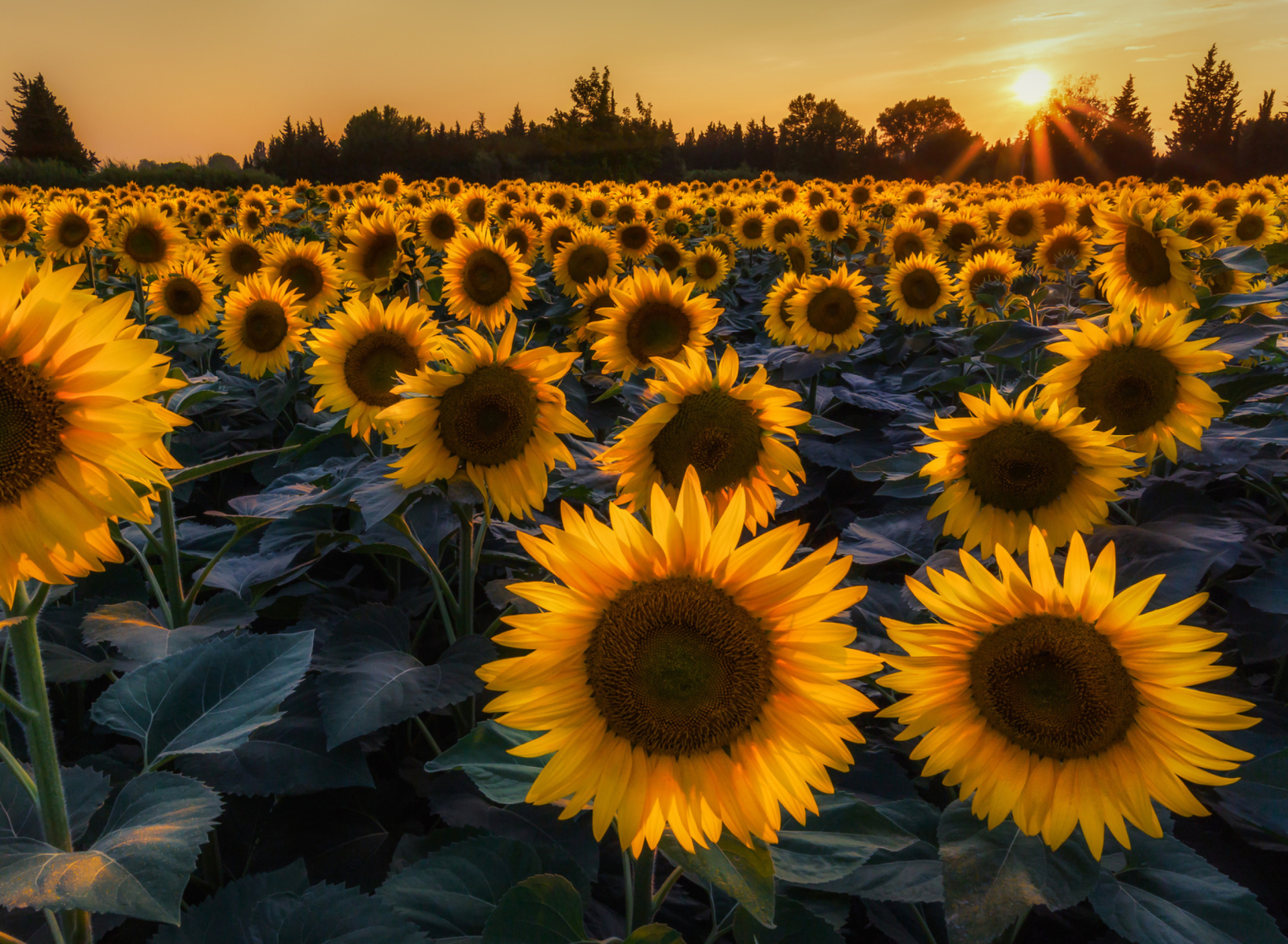 Das Sunflower Field In Evening Wallpaper 1920x1408