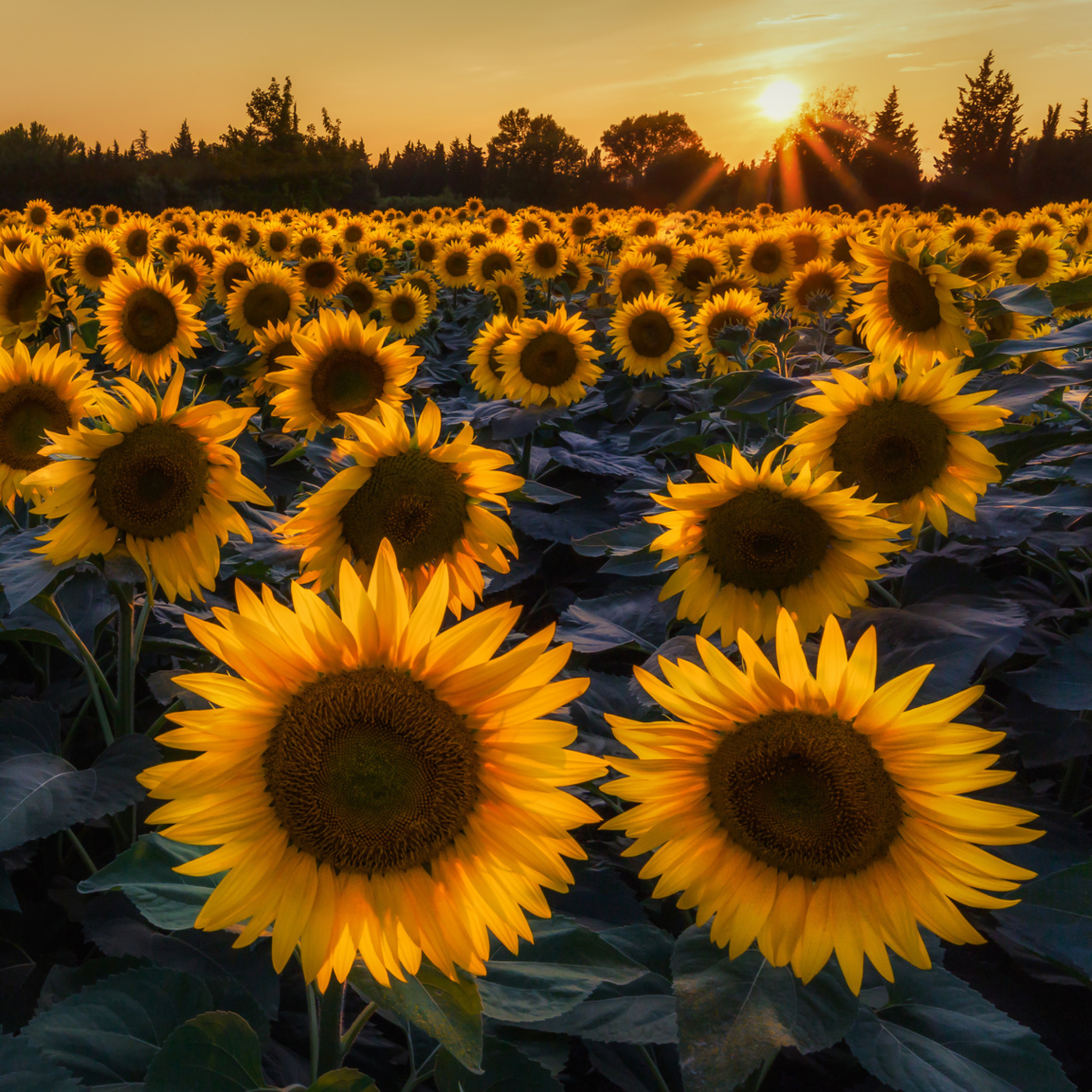 Обои Sunflower Field In Evening 2048x2048
