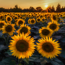 Sunflower Field In Evening screenshot #1 208x208