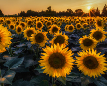Sunflower Field In Evening wallpaper 220x176