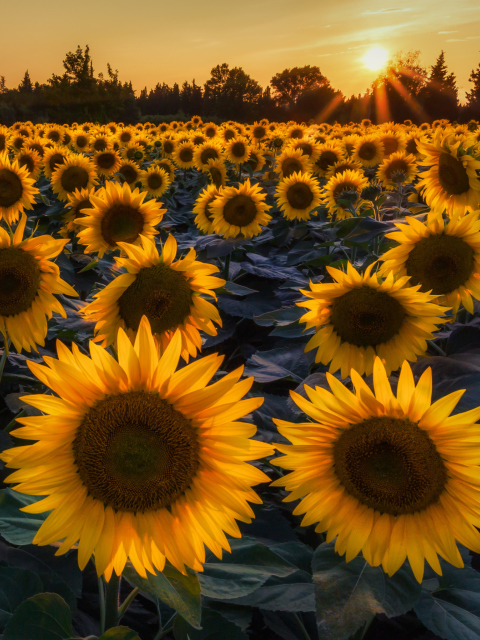 Sunflower Field In Evening wallpaper 480x640