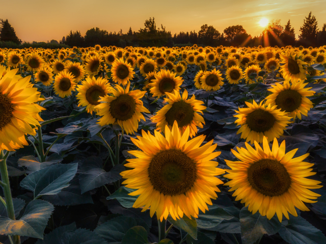 Das Sunflower Field In Evening Wallpaper 640x480