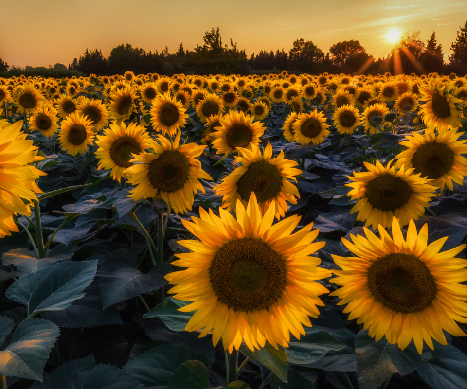Обои Sunflower Field In Evening 960x800