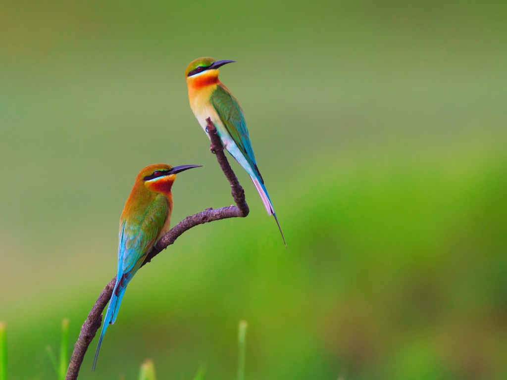 Das European bee-eater Birds Wallpaper 1024x768