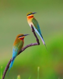 Обои European bee-eater Birds 128x160