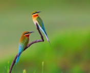 Screenshot №1 pro téma European bee-eater Birds 176x144