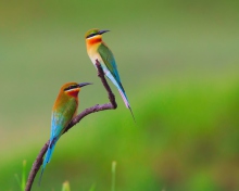 European bee-eater Birds screenshot #1 220x176
