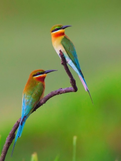 Обои European bee-eater Birds 240x320