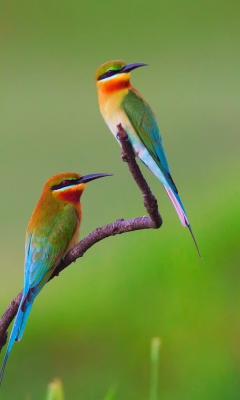 European bee-eater Birds wallpaper 240x400