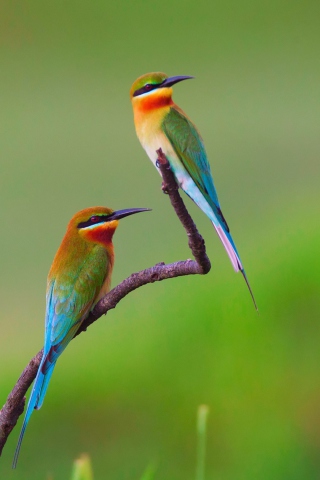 Das European bee-eater Birds Wallpaper 320x480