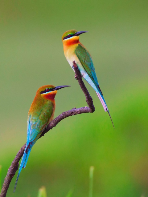 Fondo de pantalla European bee-eater Birds 480x640
