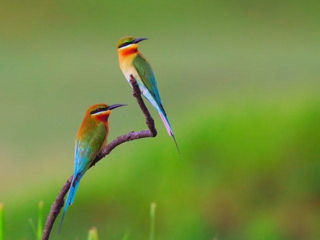 Sfondi European bee-eater Birds 640x480