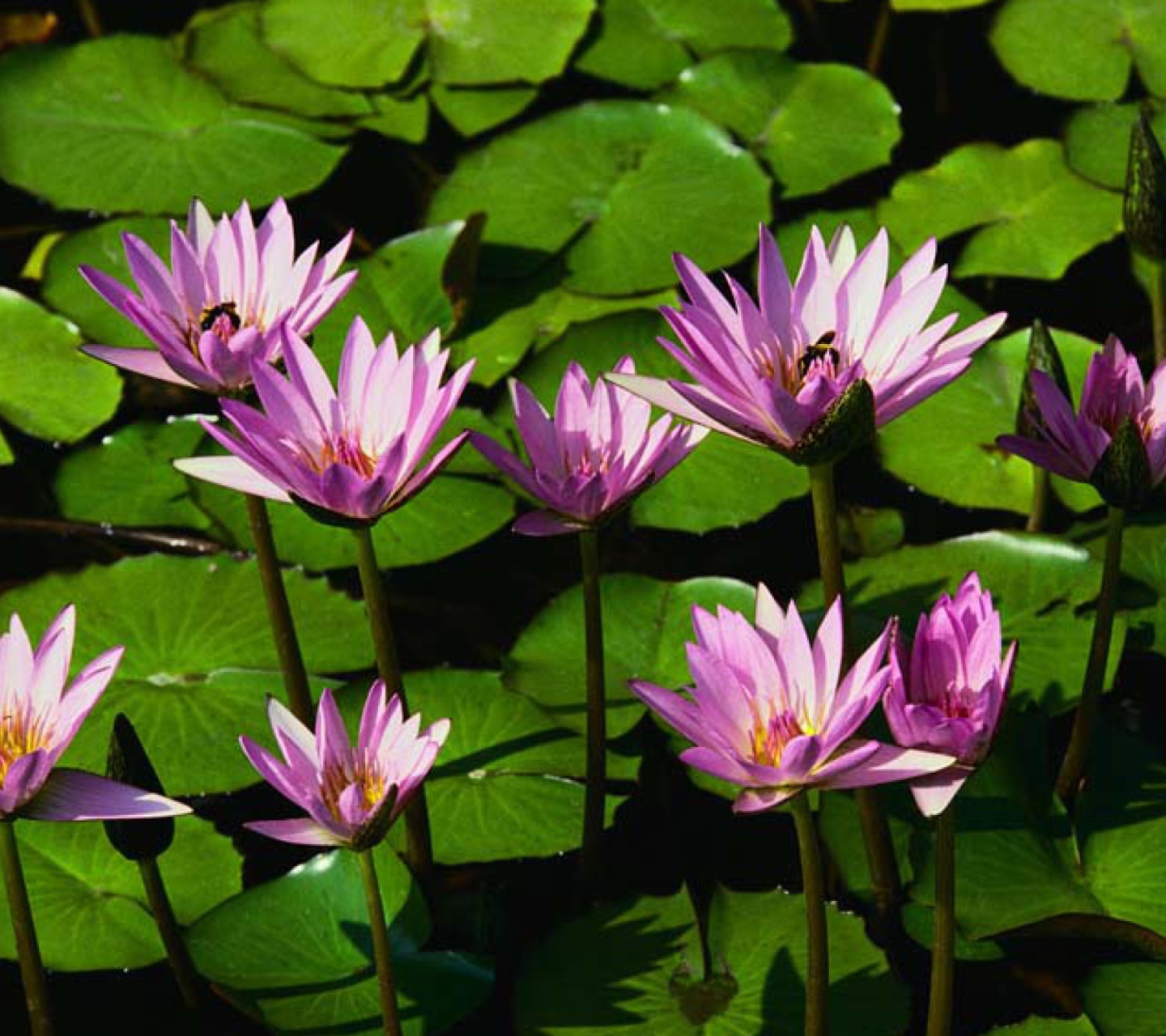 Das Water Lilies Wallpaper 1440x1280