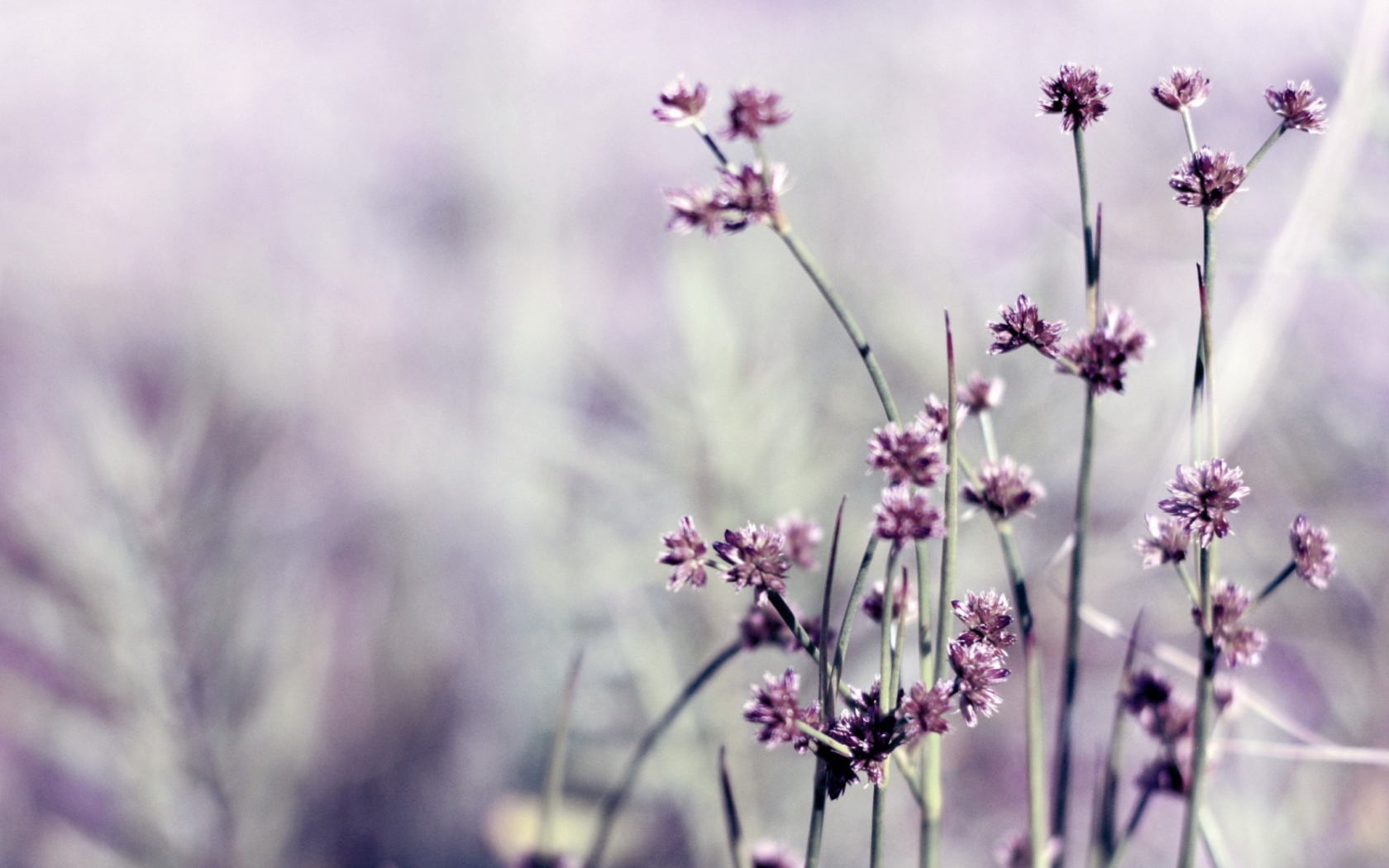 Wild Flowers wallpaper 1680x1050