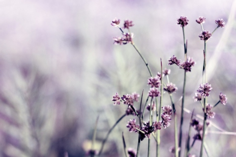 Das Wild Flowers Wallpaper 480x320