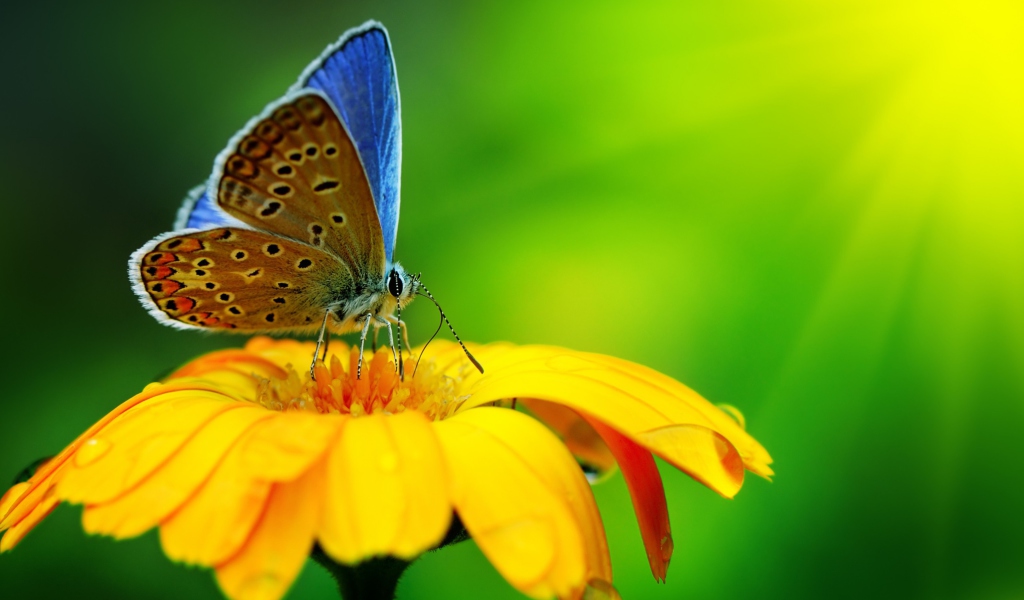 Screenshot №1 pro téma Blue Butterfly On Yellow Flower 1024x600