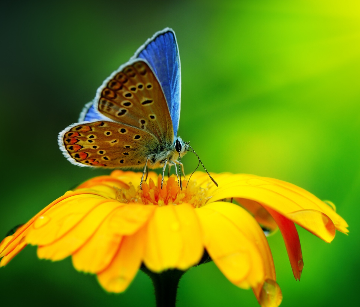 Blue Butterfly On Yellow Flower wallpaper 1200x1024