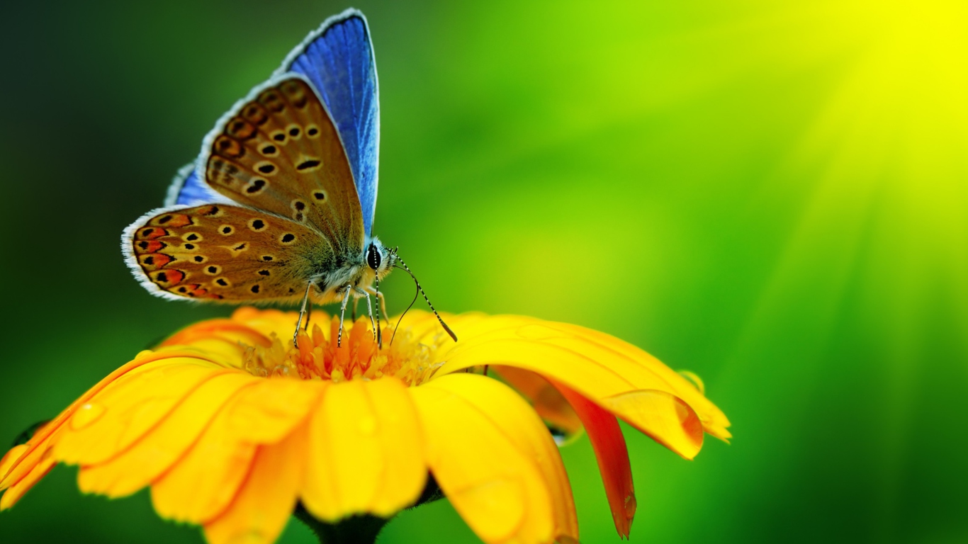 Blue Butterfly On Yellow Flower wallpaper 1366x768