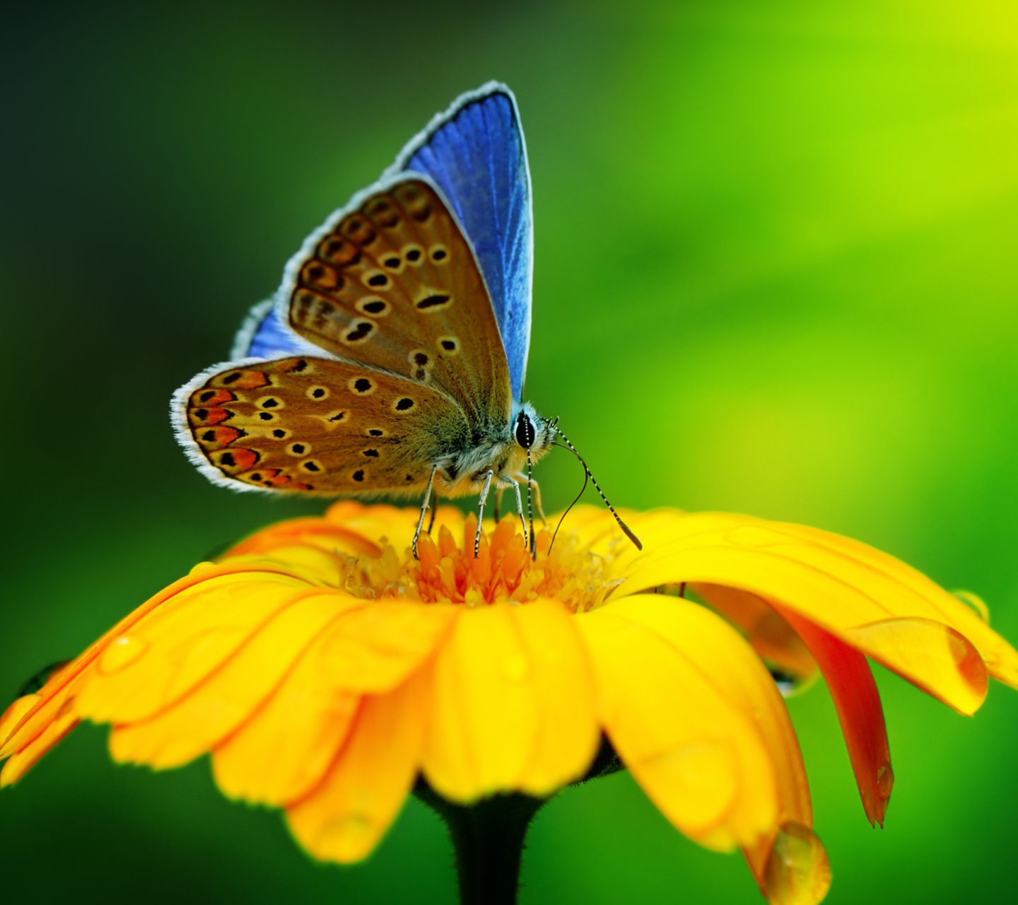Fondo de pantalla Blue Butterfly On Yellow Flower 1440x1280