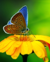 Fondo de pantalla Blue Butterfly On Yellow Flower 176x220