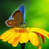 Blue Butterfly On Yellow Flower screenshot #1 208x208