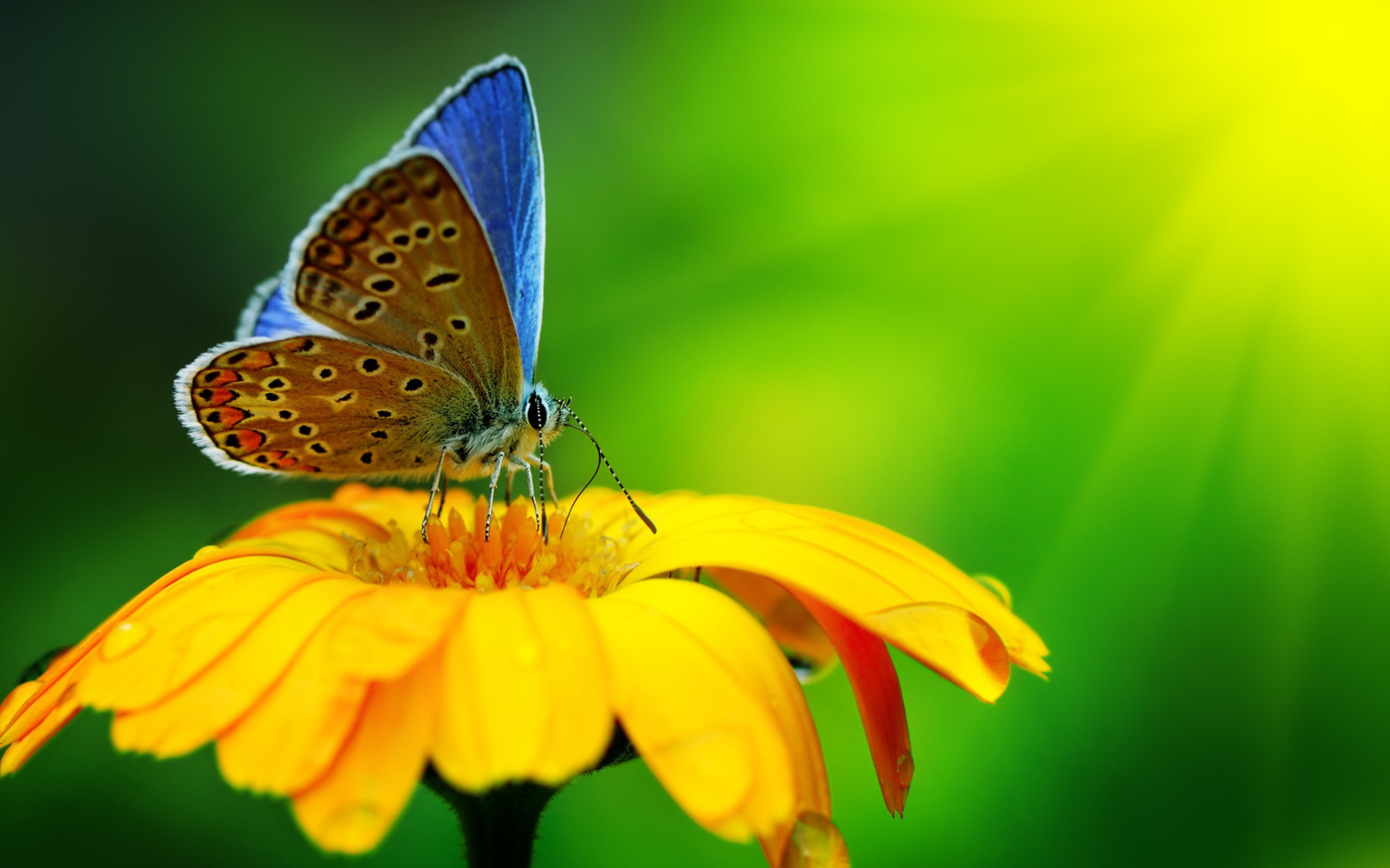 Blue Butterfly On Yellow Flower wallpaper 2560x1600