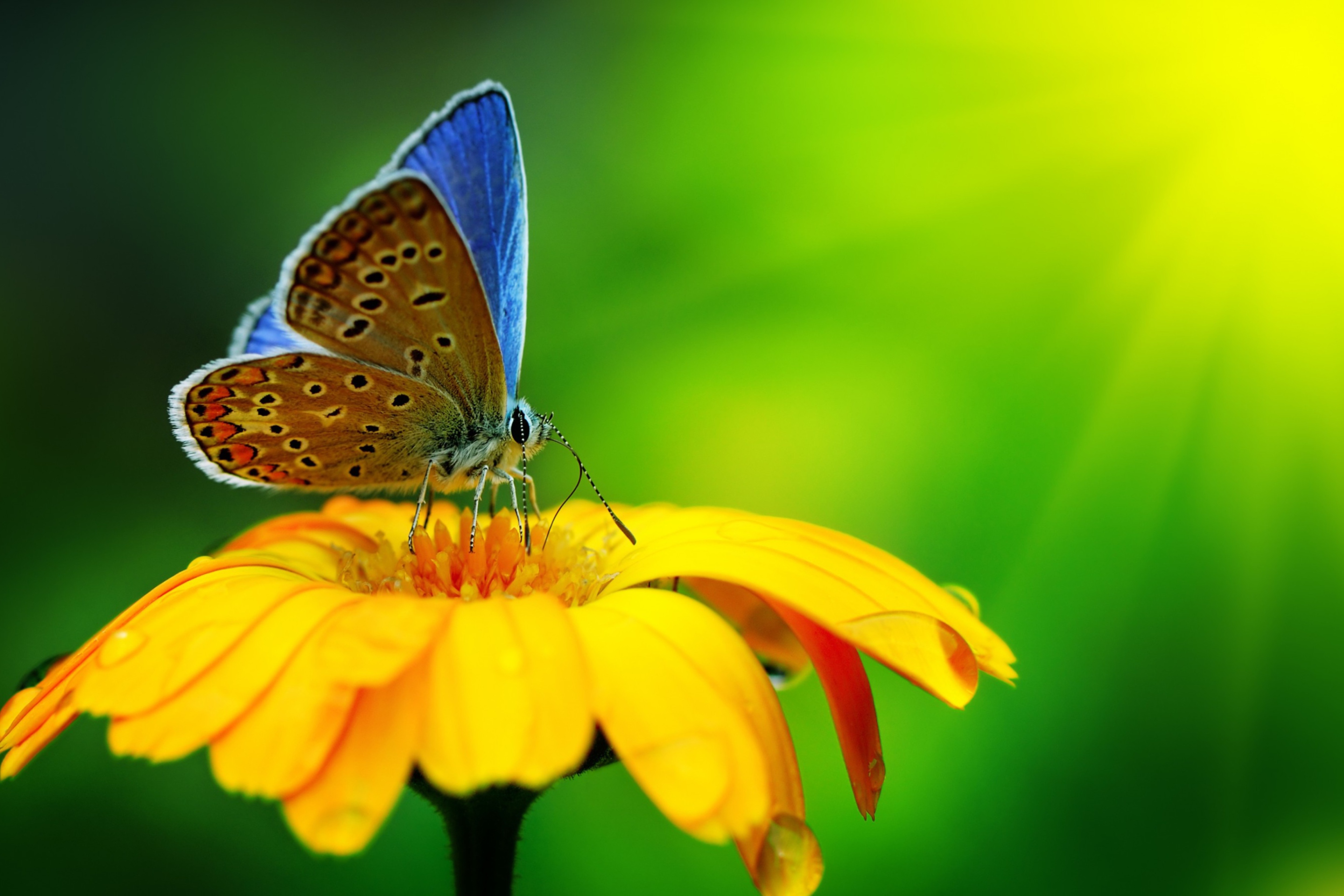 Sfondi Blue Butterfly On Yellow Flower 2880x1920