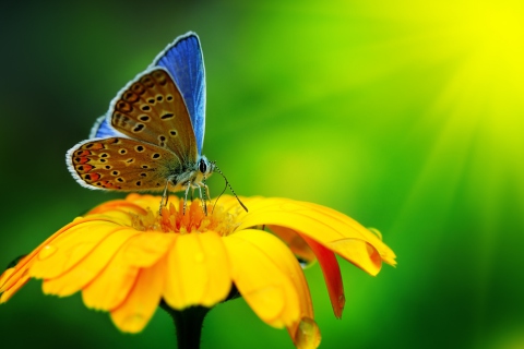 Sfondi Blue Butterfly On Yellow Flower 480x320