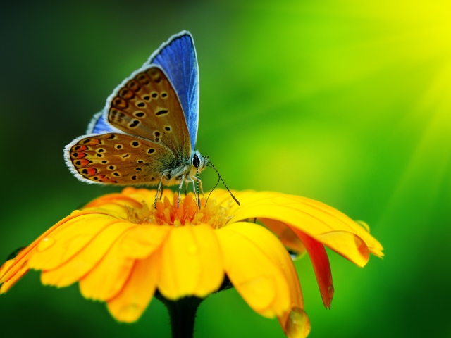 Fondo de pantalla Blue Butterfly On Yellow Flower 640x480