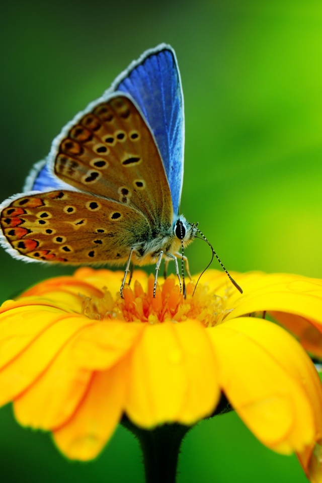 Fondo de pantalla Blue Butterfly On Yellow Flower 640x960