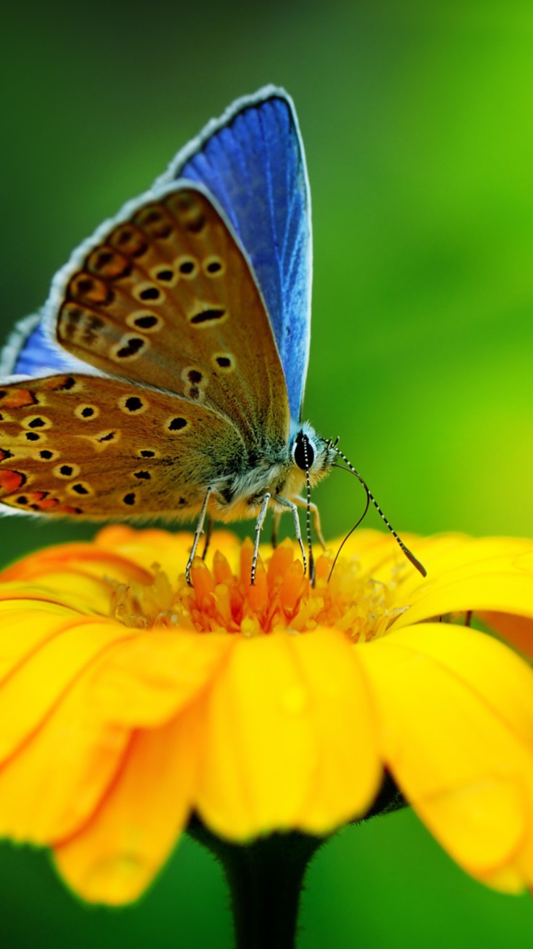 Обои Blue Butterfly On Yellow Flower 750x1334