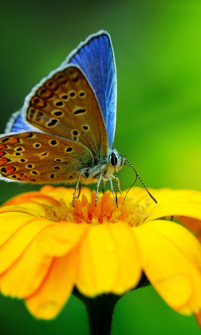 Sfondi Blue Butterfly On Yellow Flower 768x1280
