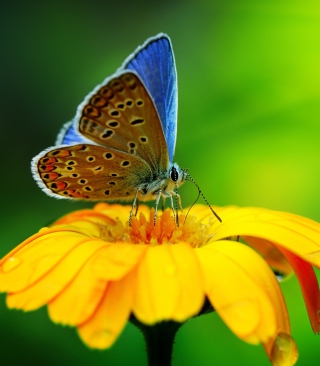 Kostenloses Blue Butterfly On Yellow Flower Wallpaper für Nokia X3-02