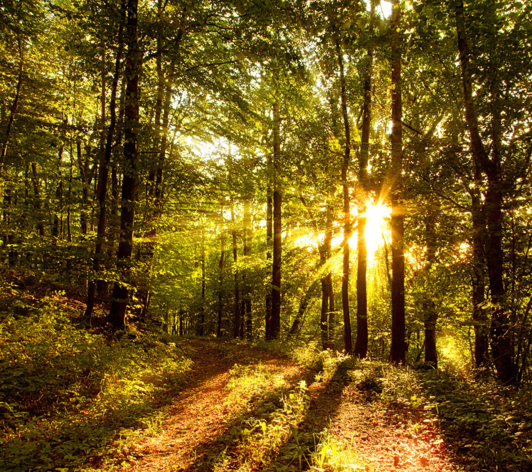 Das Sunny Morning In The Forest Wallpaper 1080x960